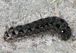 �������������ȃC��