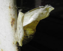 �N���A�Q�n�g�p�ς�