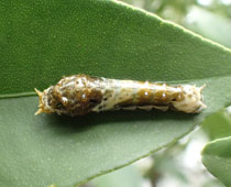 ����������N���A�Q�n