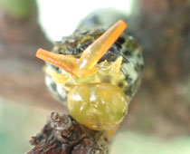 �Ⴂ�Ƃ��͏L�p�̐F������