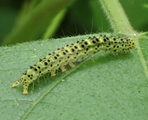 �N���L�V�^�A�c�o