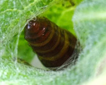 ���Ԃ�N���L�V�^�A�c�o���