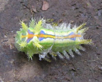 �N���V�^�A�I�C���K