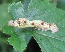 �N���R�͉؂��ł��Ȃ�