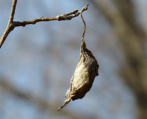 �N���R��