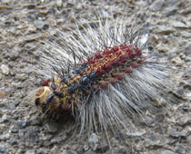 �������}�C�}�C�K�ۂ�