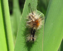 �}���h�N�K�̐Ԃ����݂���