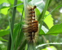 ������}���h�N�K�H