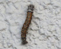 �}�c�J���n