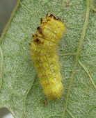 ���ۂ��C��