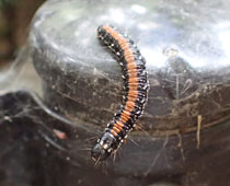 �g�T�J�t�g���C�K