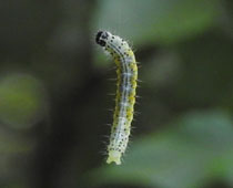 �I�I�L�m���C�K