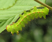 �ɑ��I�I�~�Y�A�I