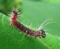 �Ⴂ�����N���V���`�z�R�ۂ�