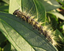 �����N���V���`�z�R