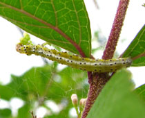 ���X�W�m���C�K