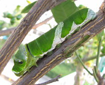 �i�K�T�L�A�Q�n�������݂���