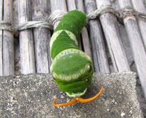 �L�p�̓I�����W