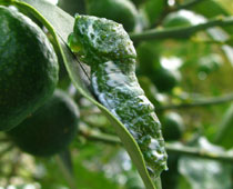 �Ȃ񂩕ςȐF�̂�����Ǝv������