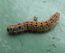 �i�J�A�I�t�g���C�K