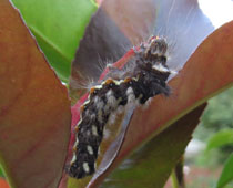 �i�V�P�������݂���