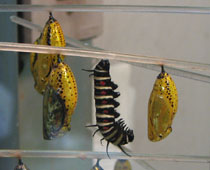 �I�I�S�}�_���̎q