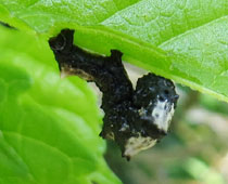 �I�J���g�g�Q�G�_�V���N