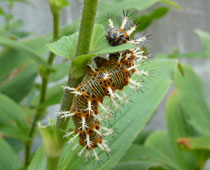 �F���ς���������^�e�n