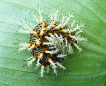 ���Ɏh���肻��