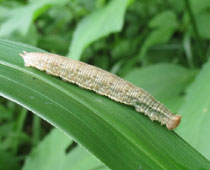 �T�g�L�}�_���q�J�Q����