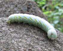 �Z�_�J�V���`�z�R���ȁH