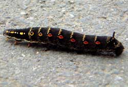 �Z�X�W�X�Y���̃C�����V