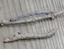 �V���N�g�����V��T���I