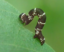 �������V���N�g�����V