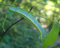 �I�I�G�O���V���`�z�R