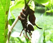 ������V���`�z�R�K�H