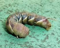 匉��O�̃V���t���X�Y���ۂ�