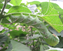 �V���t���X�Y��