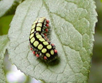 �ۂ��Ă�V���V�^�z�^���K