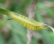 �������C�G���[�̃X�Q�h�N�K