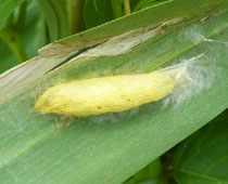 �X�Q�h�N�K�̖�