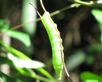 �R�X�Y���Ɏ��Ă�