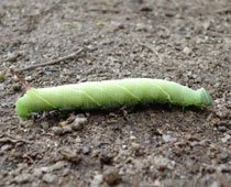 �E�������X�Y������