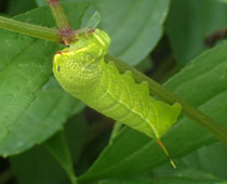 �u�h�E�X�Y���Ɏ��Ă�