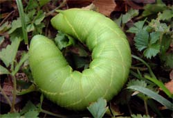 �g�r�C���X�Y���̃C�����V�H