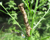 �I�I�g�r�X�W�G�_�V���N�ۂ�