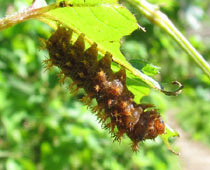 �g�Q�g�Q�C��