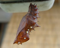 �c�}�O���