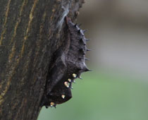 �c�}�O�����