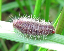 �����Ԃ��E���X�J�V�N���o